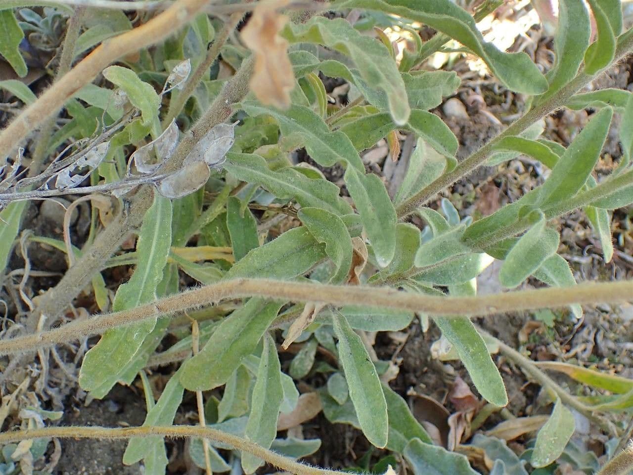 Fibigia clypeata 12