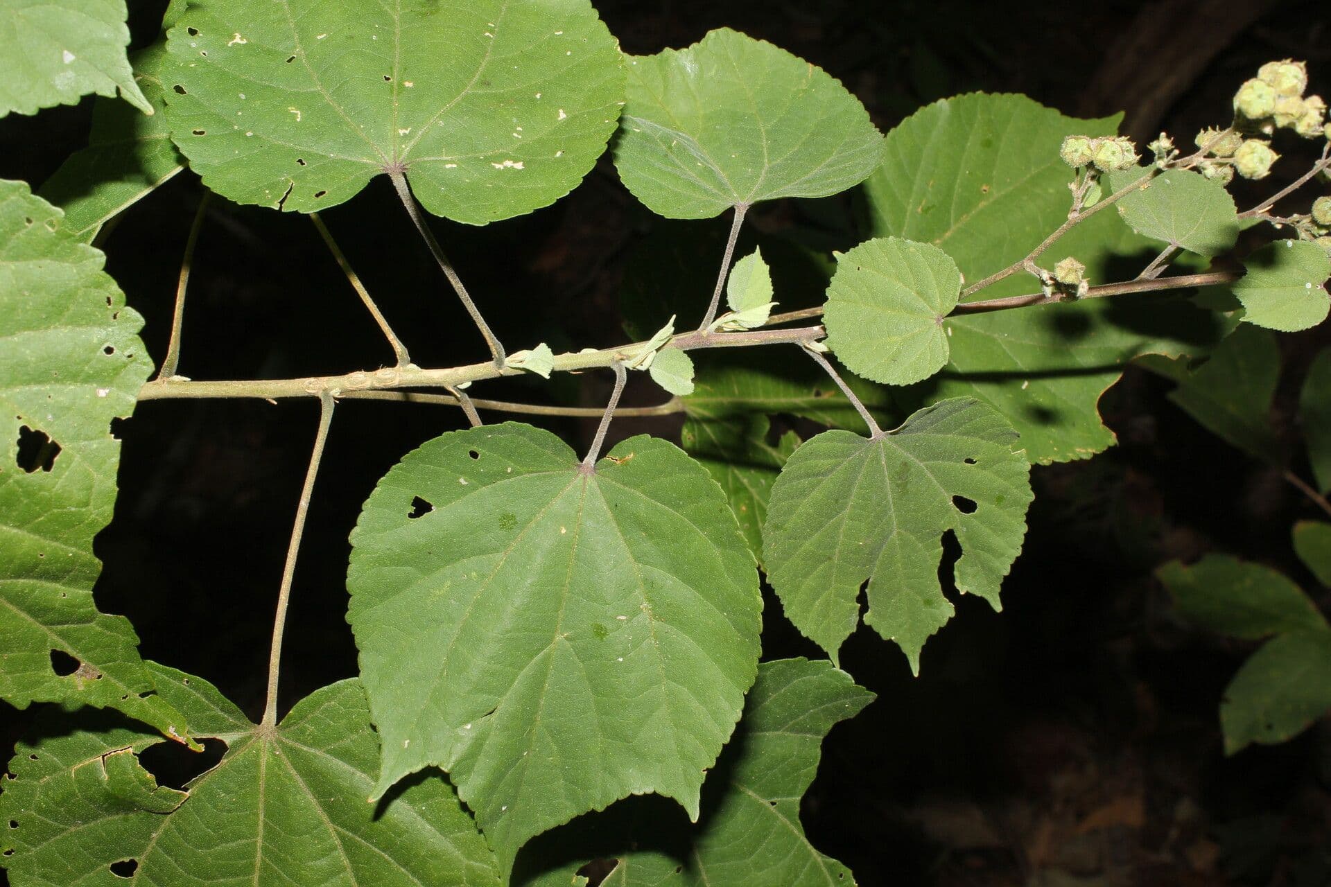 Alosidastrum 10
