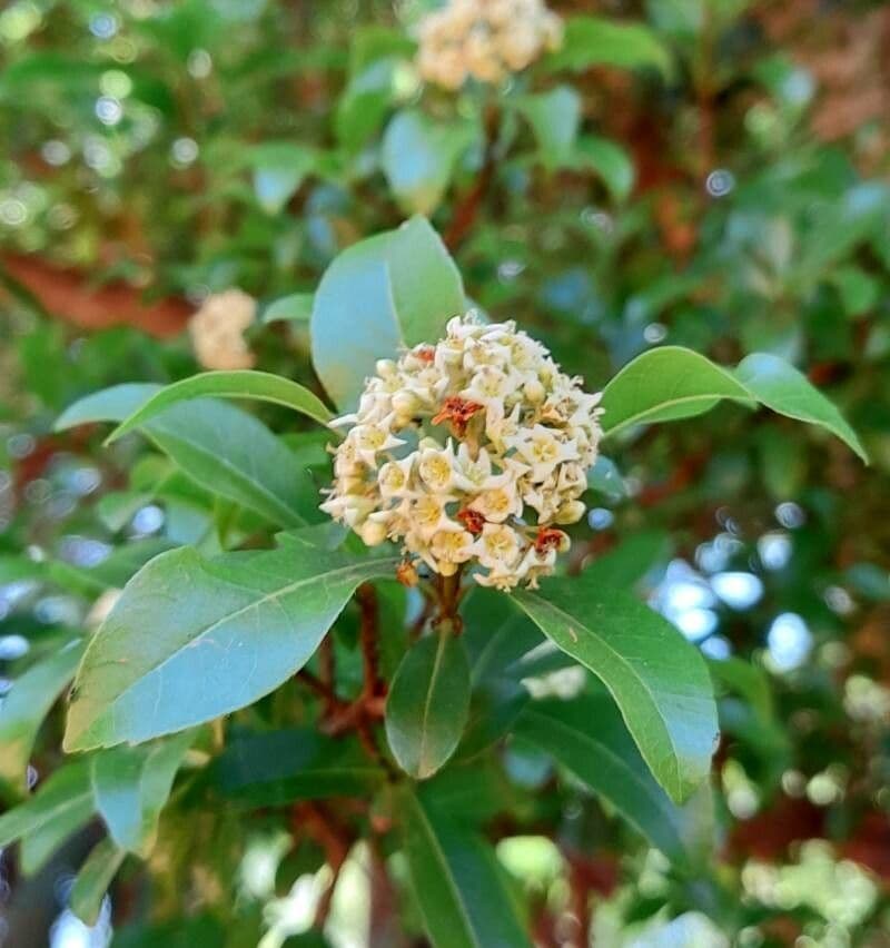 Cordia