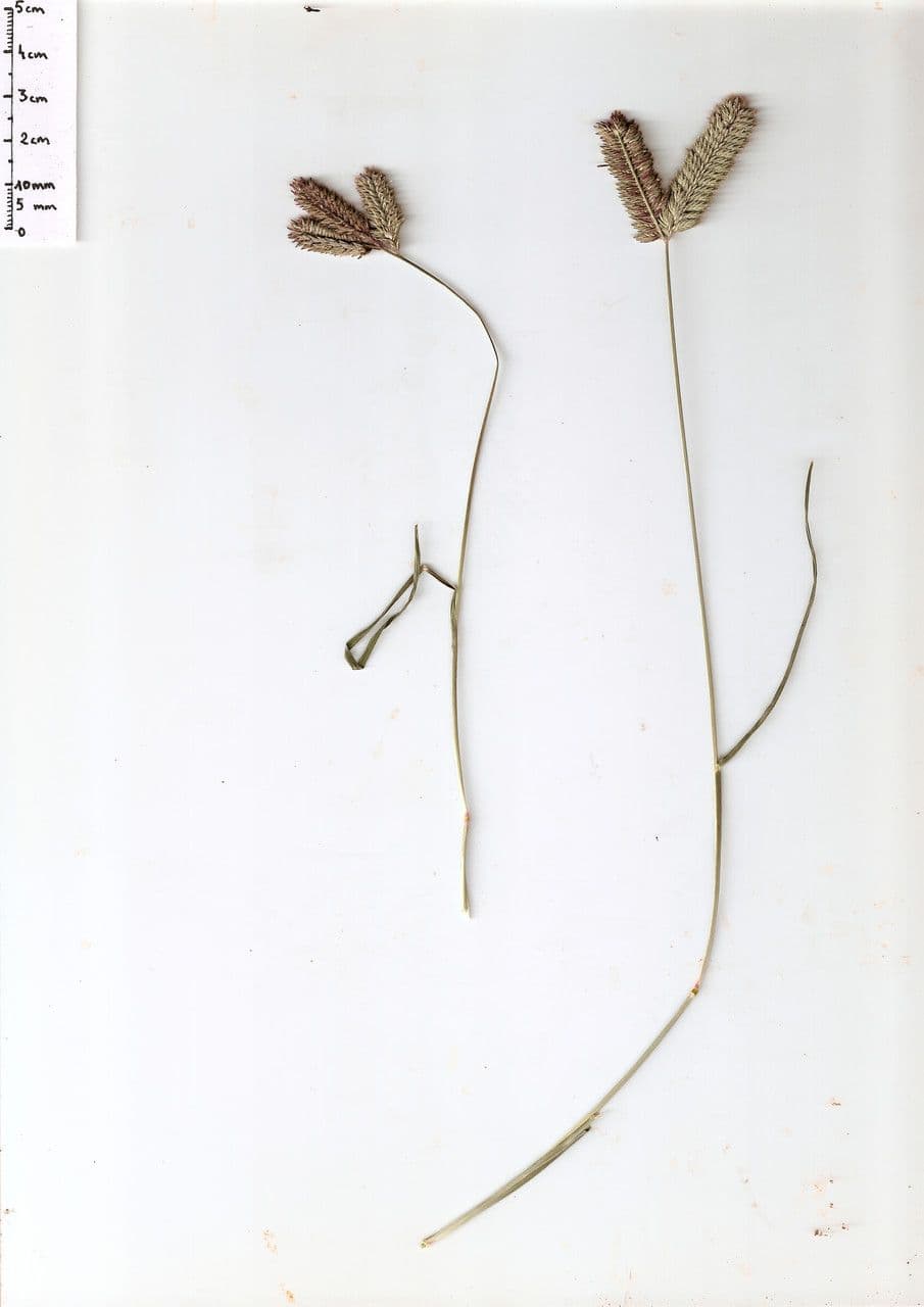 Éleusine à trois épillets 9