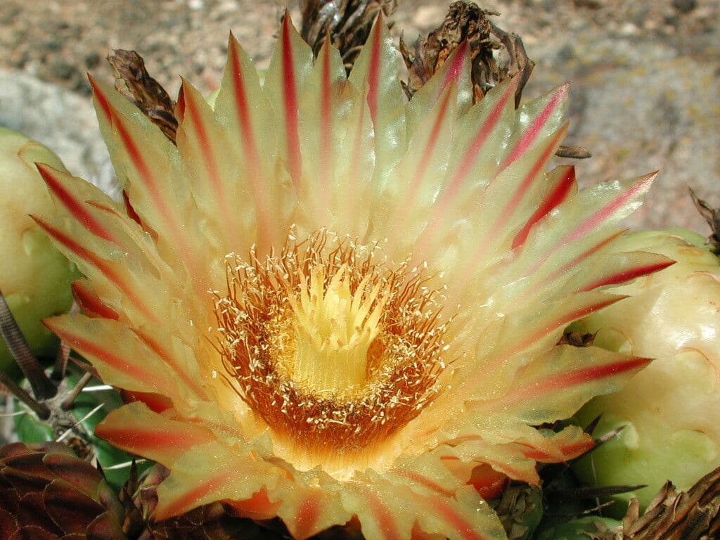 Cactus a botte uncino 7