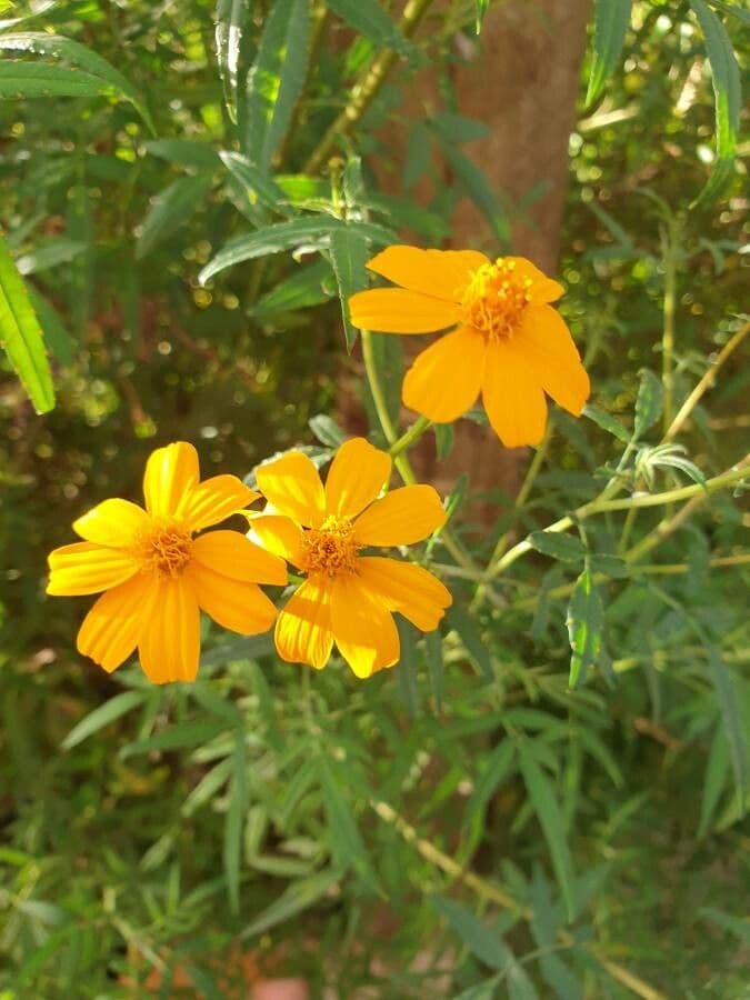 Tagetes 5