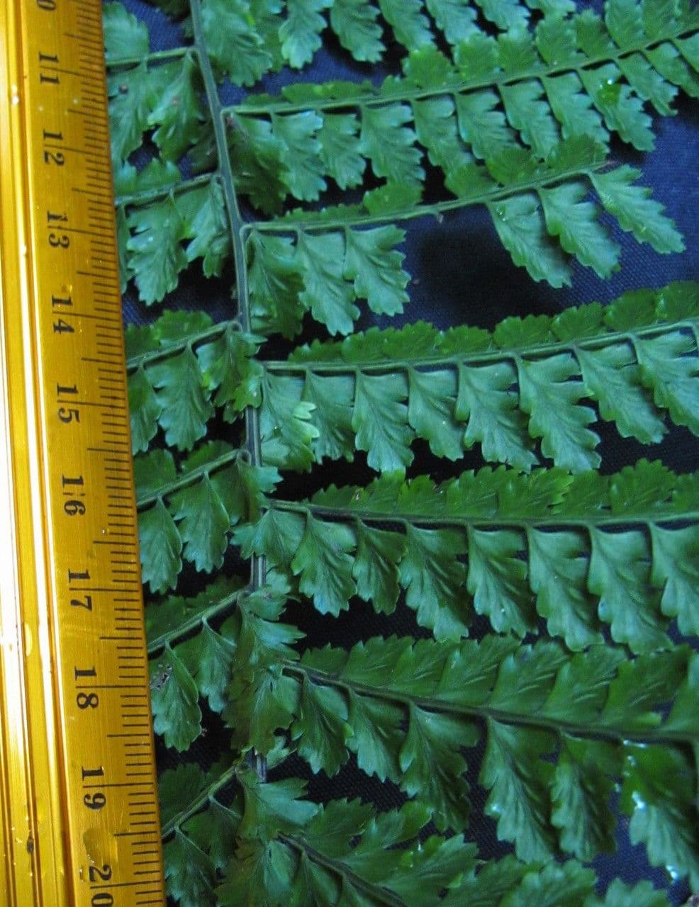 Asplenium 3