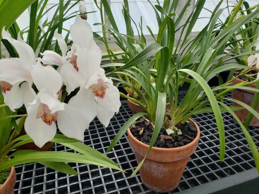 Cymbidium dalo rosso