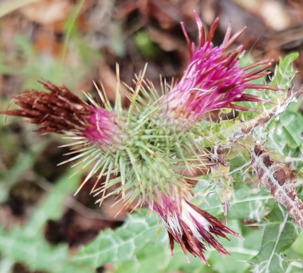 Ptilostemon strict