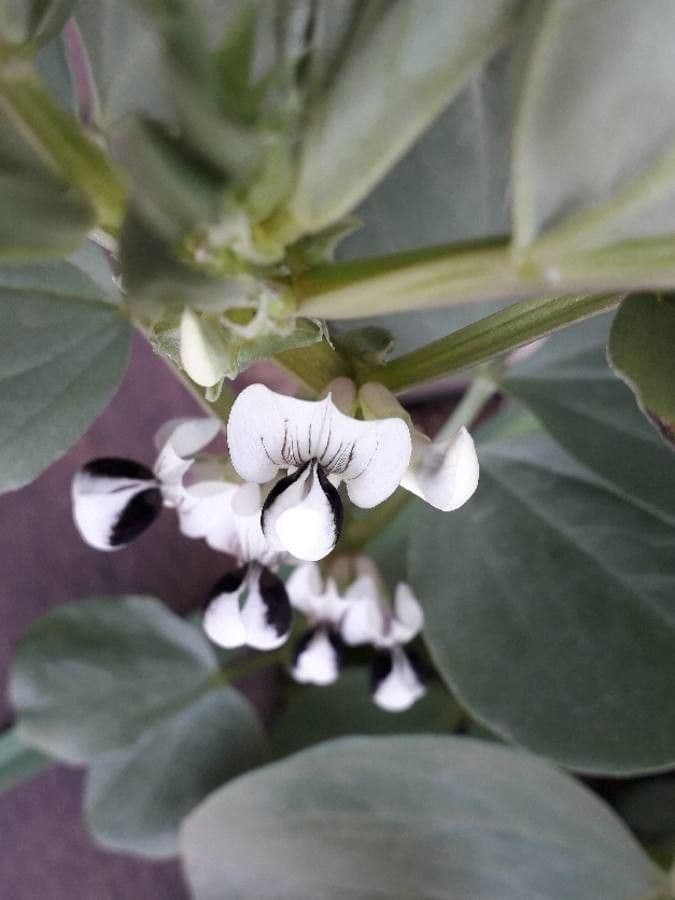 Ackerbohne 7