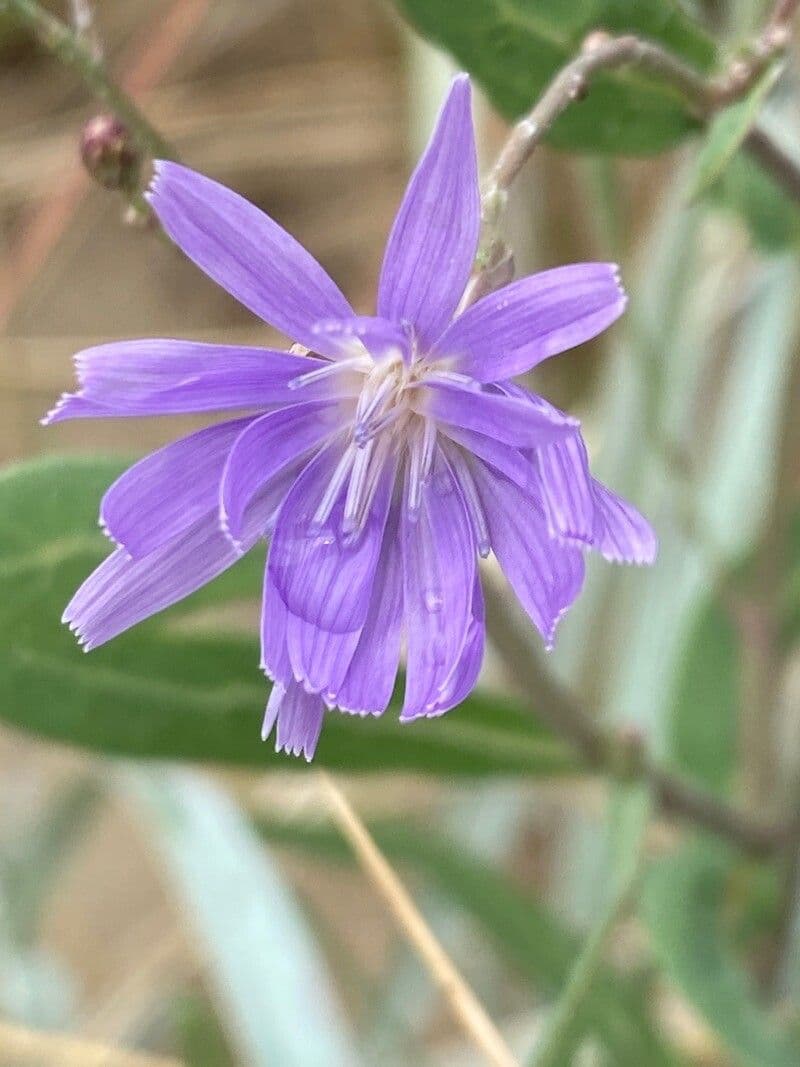Lactuca tatarica 4