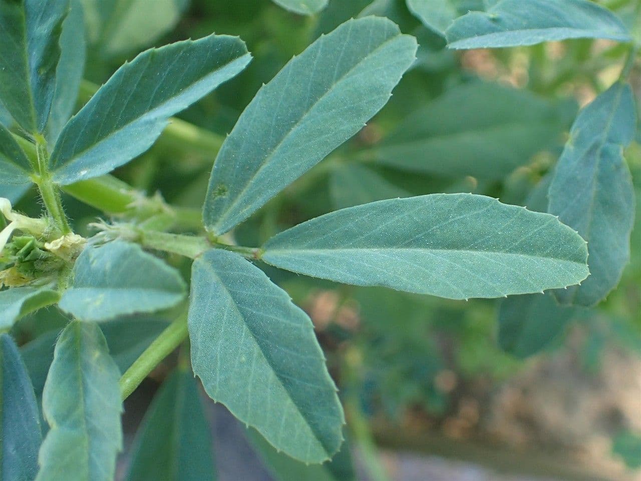 Sénégrain 17