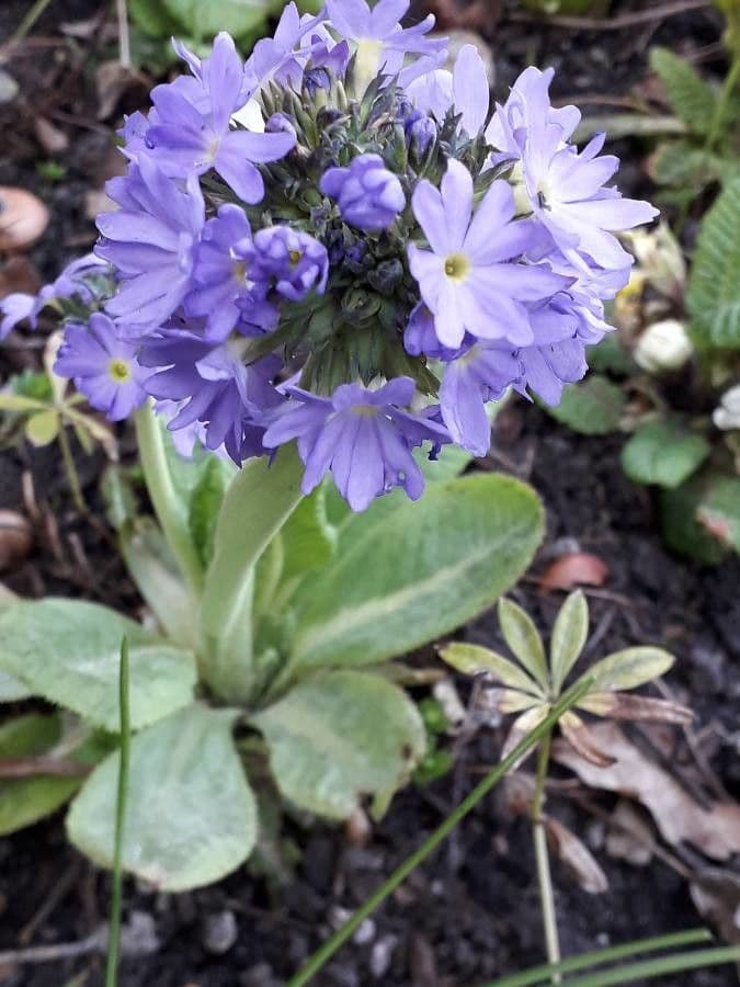 Primula denticolata 5