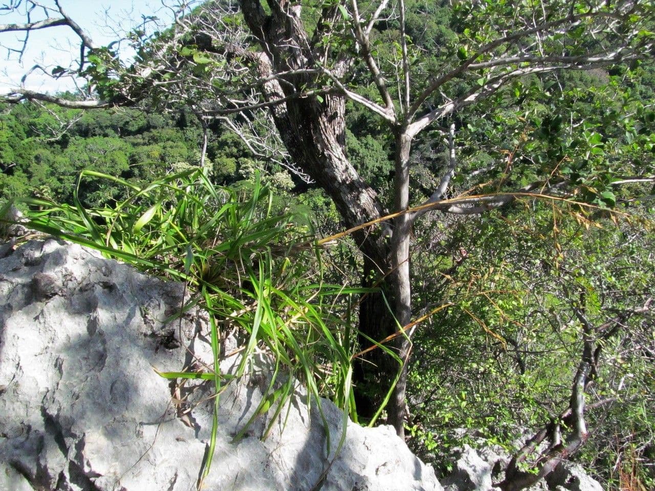 Pitcairnia 2