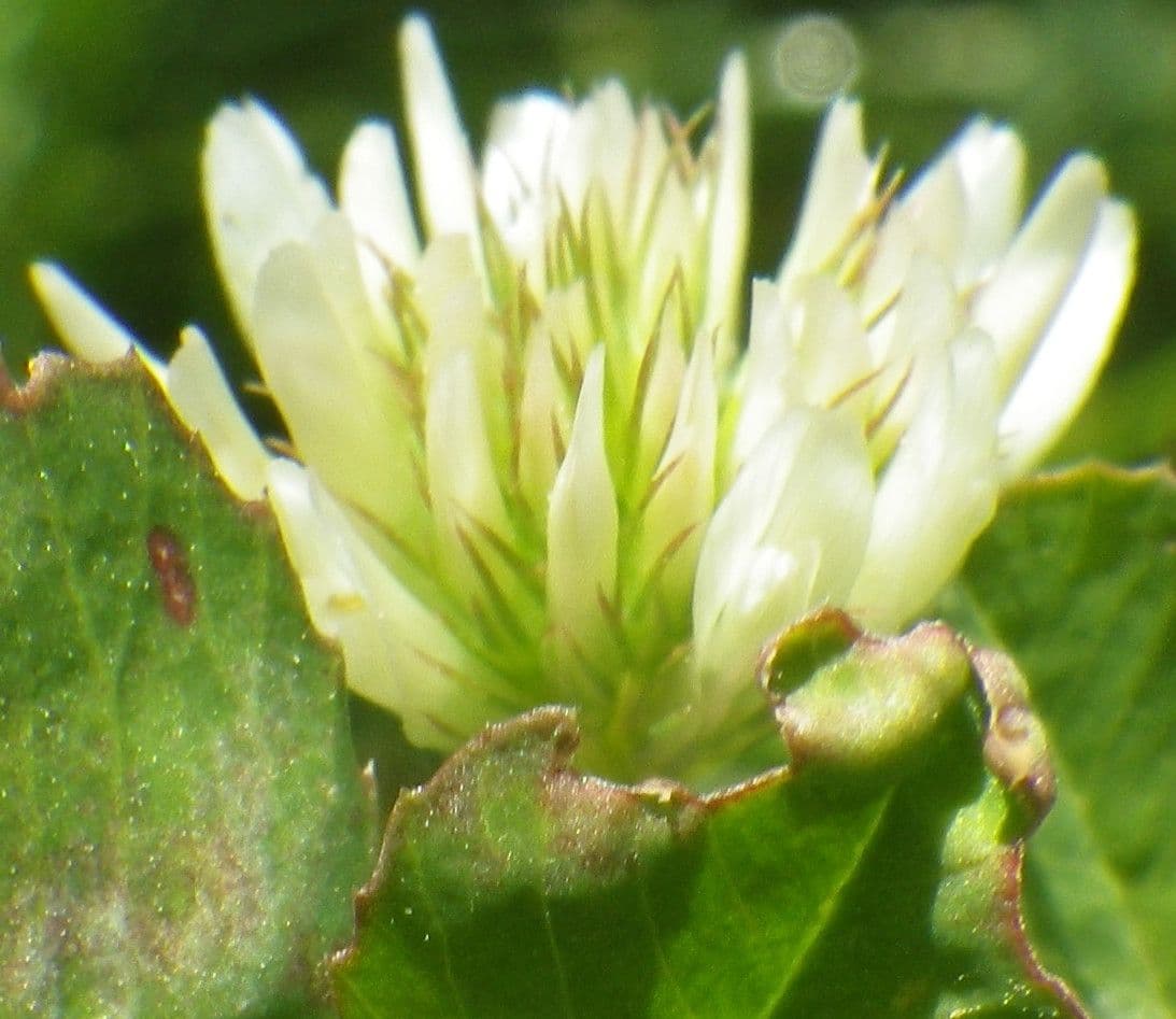Trifoglio 7