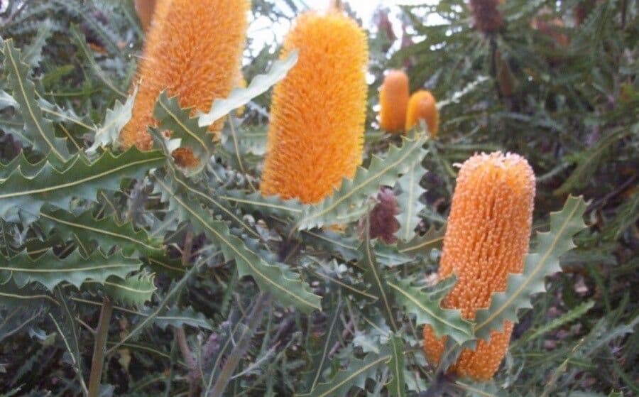 Banksia 3
