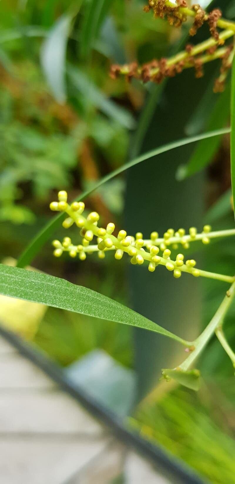 Acacia 8