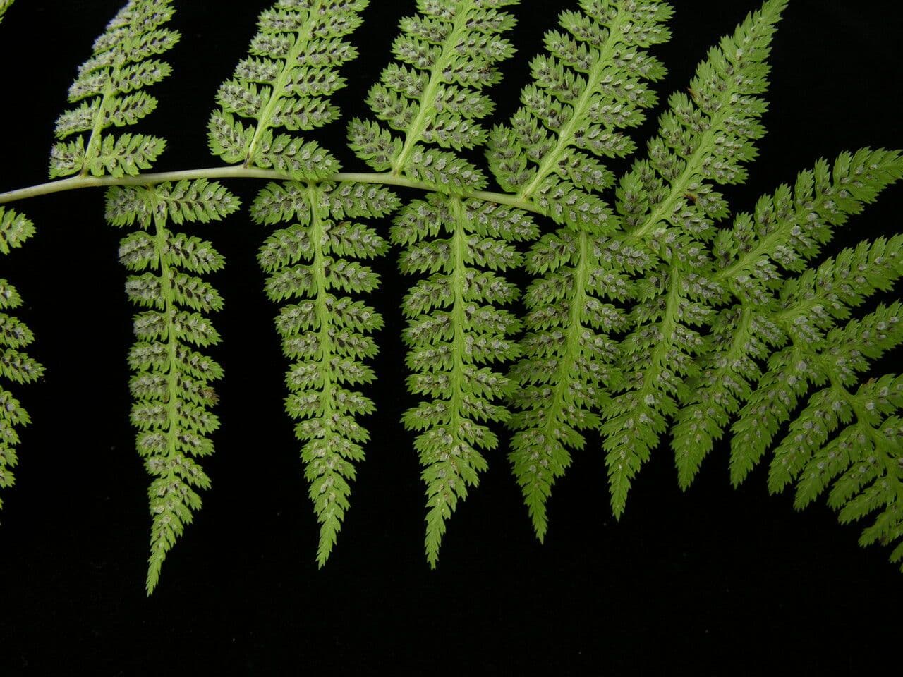 Athyrium 2