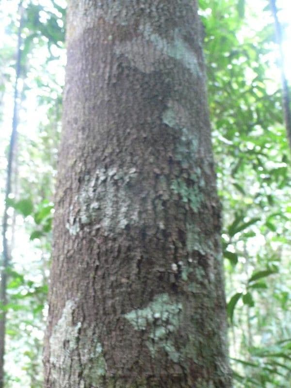 Sacoglottis guayanský 2