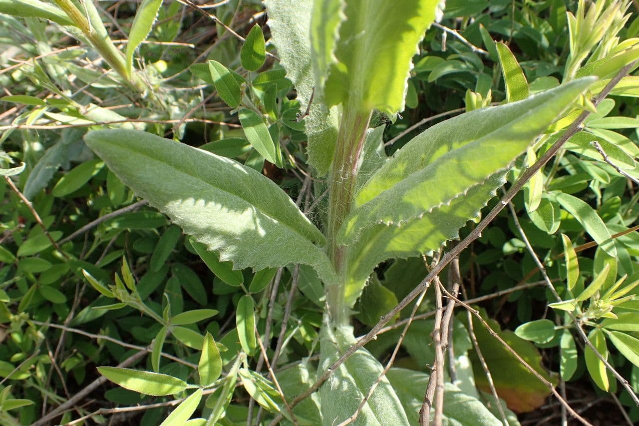 Senecio 6