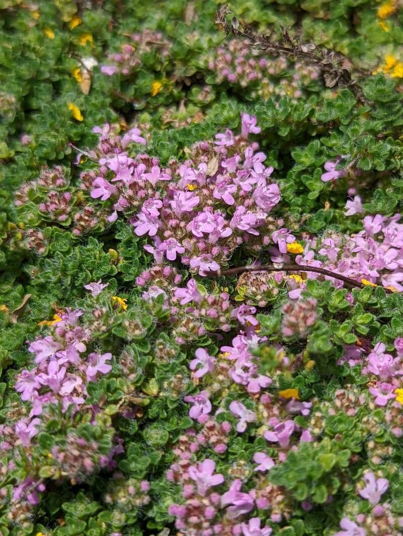 Zottiger Thymian