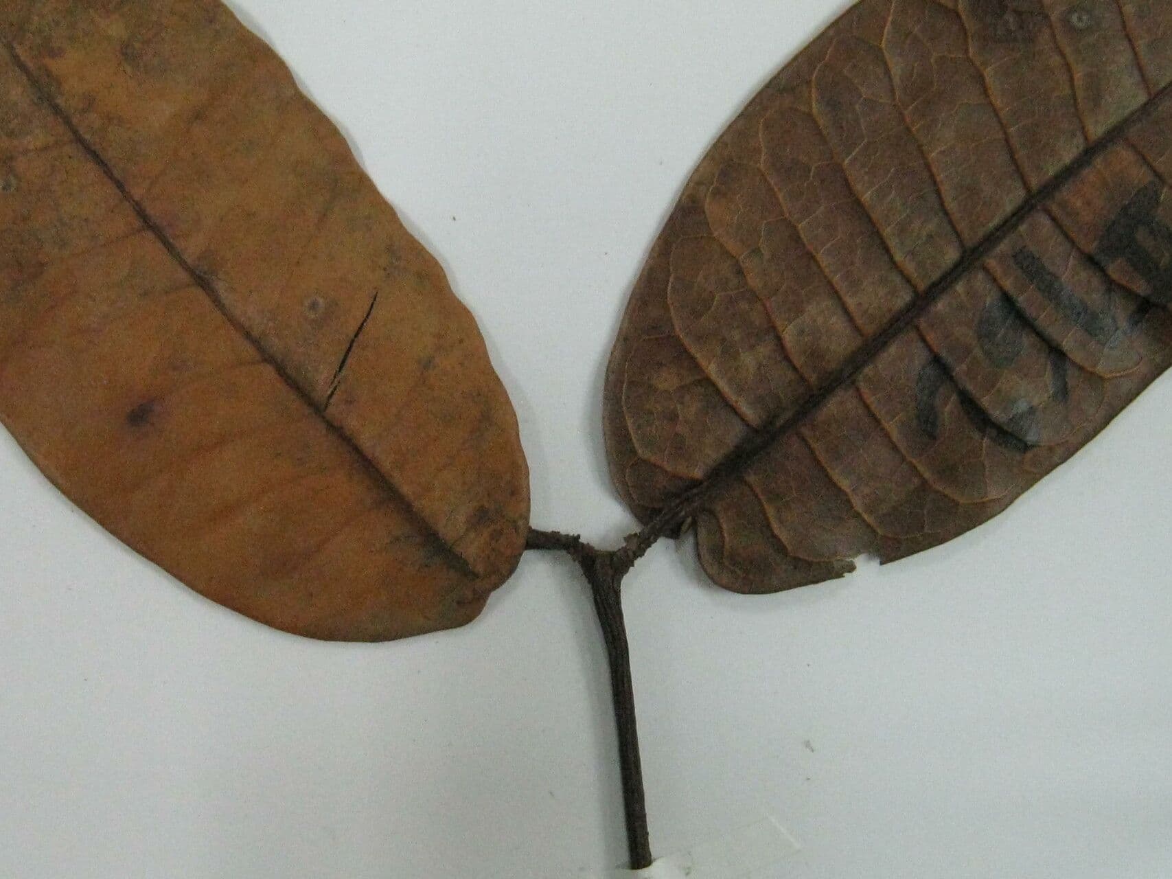 Trattinnickia 3