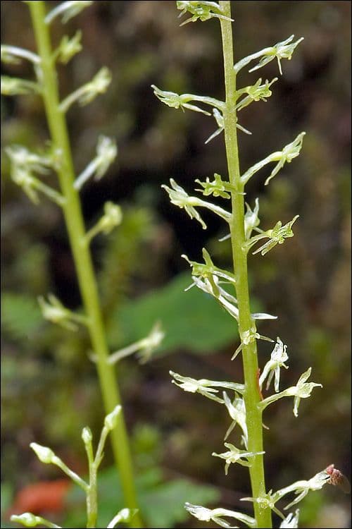 Malaxis monophylla 5