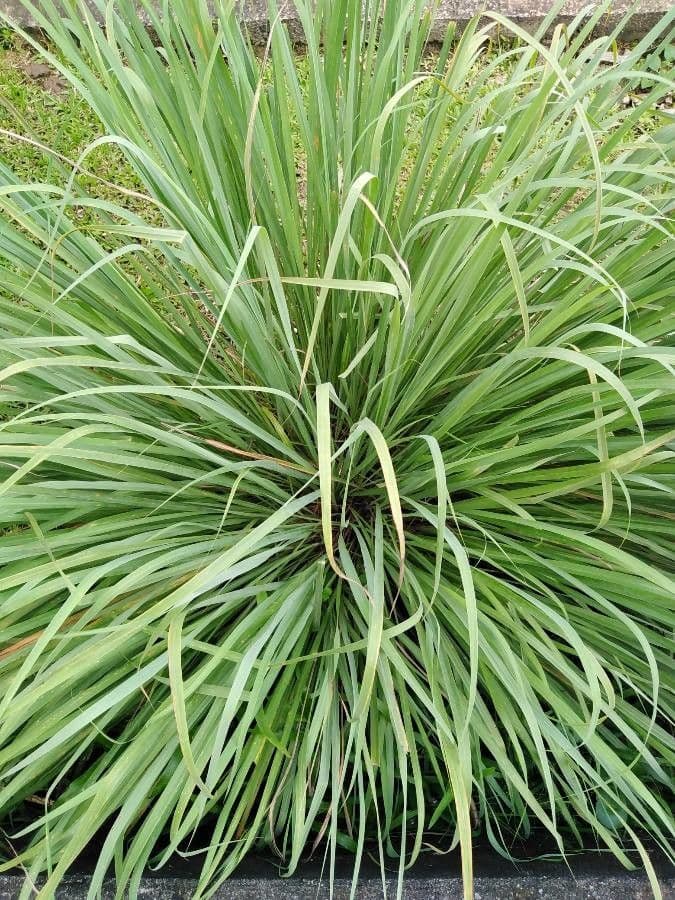 Cymbopogon nardus 3