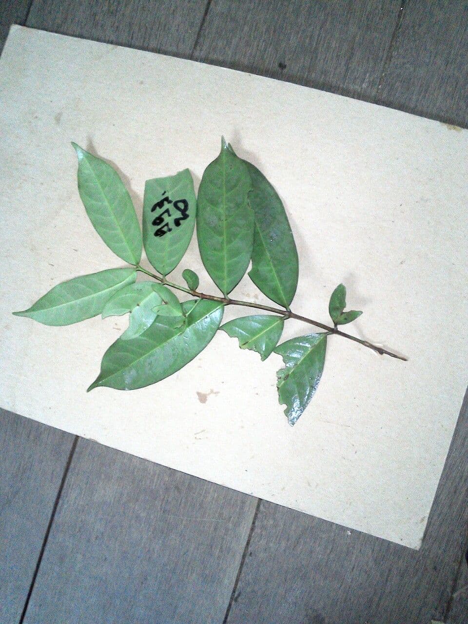 Lacmellea 3