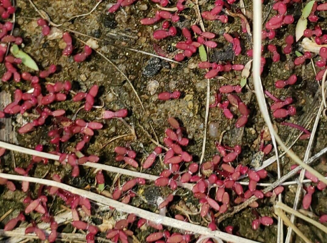 Rote Glasmalve 2