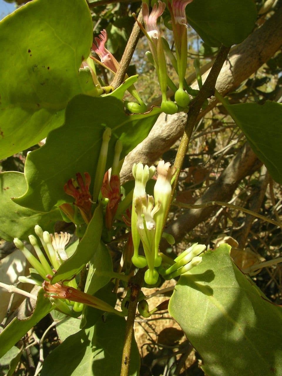Tapinanthus 4