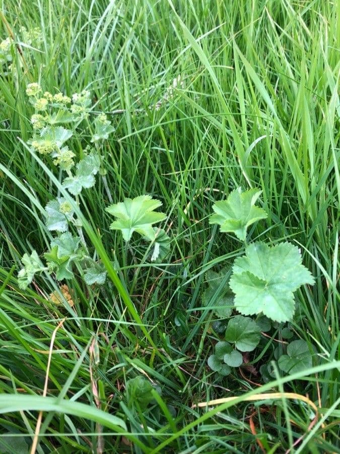 Alchemilla comune 11