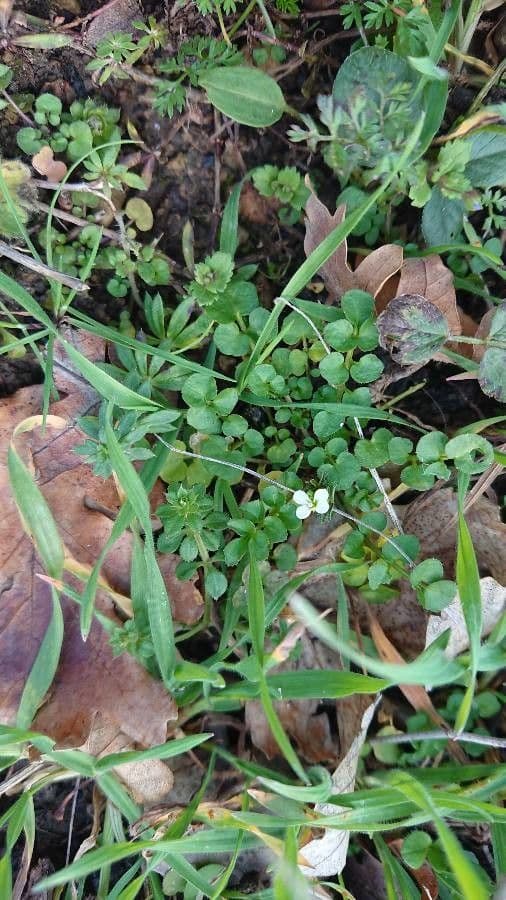 Billeri impatiens 19