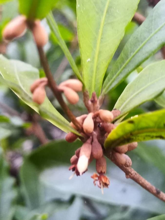 Synsepalum 9