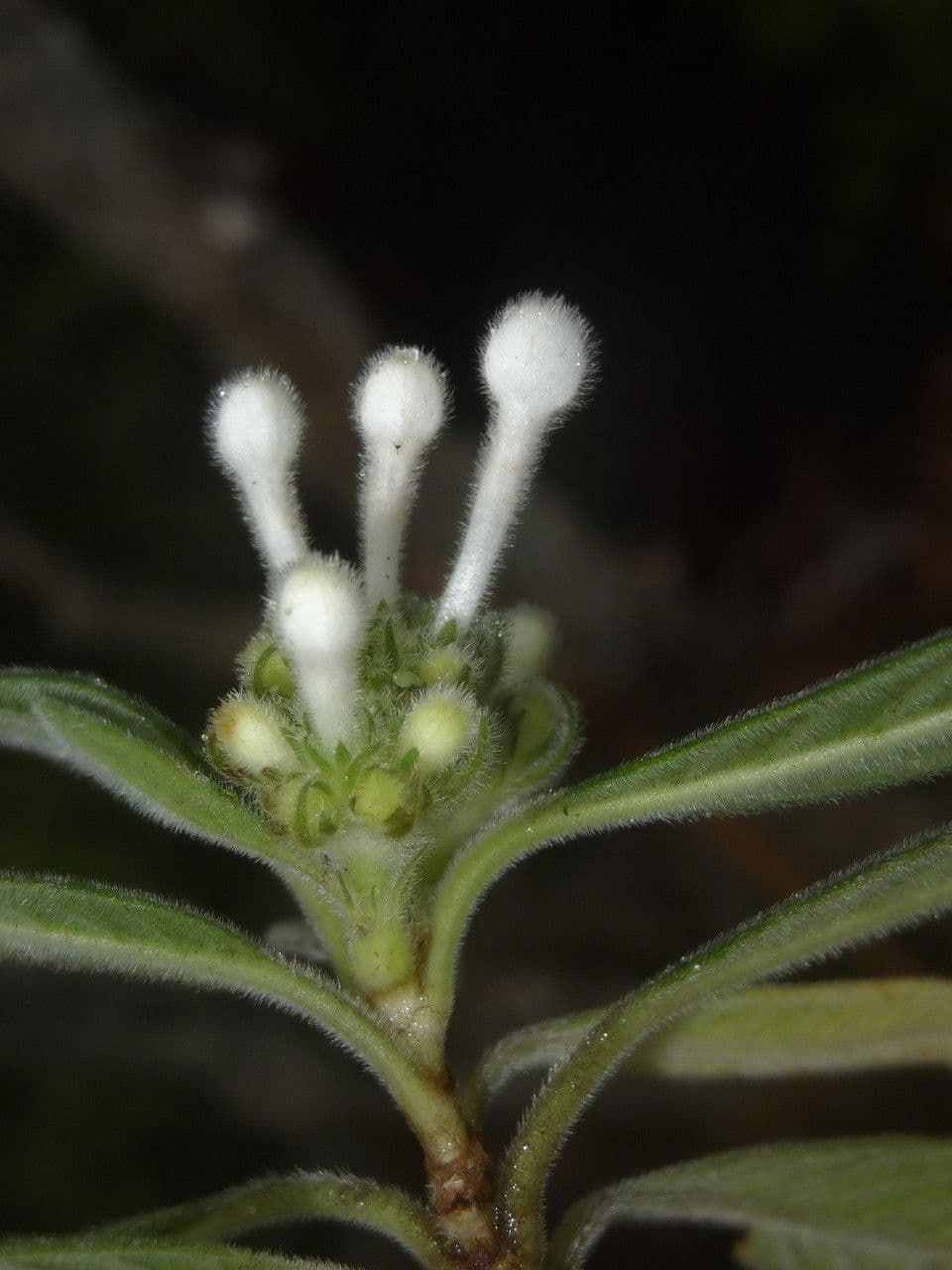 Psychotria 5