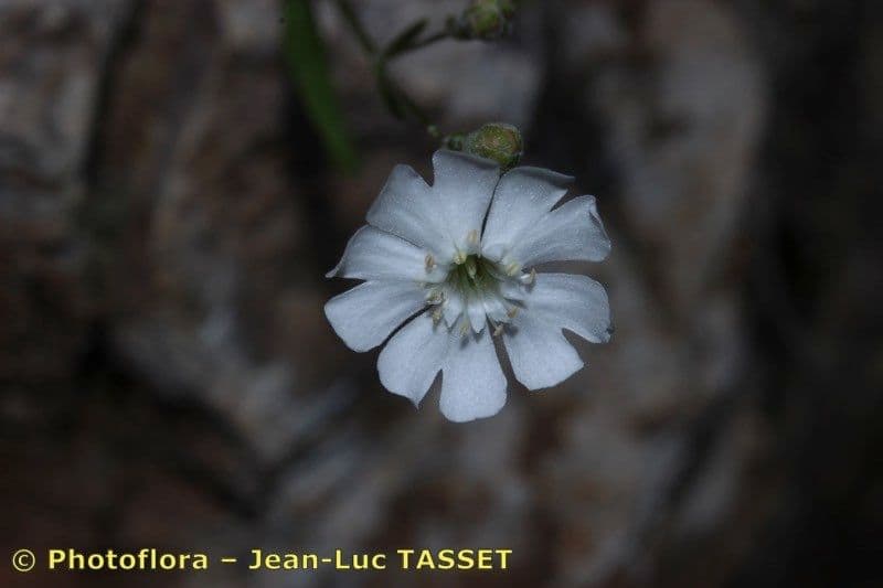 Silene 4