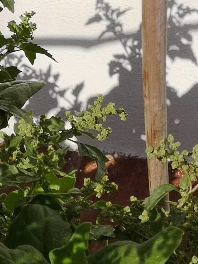 Komosa strzałkowata 5