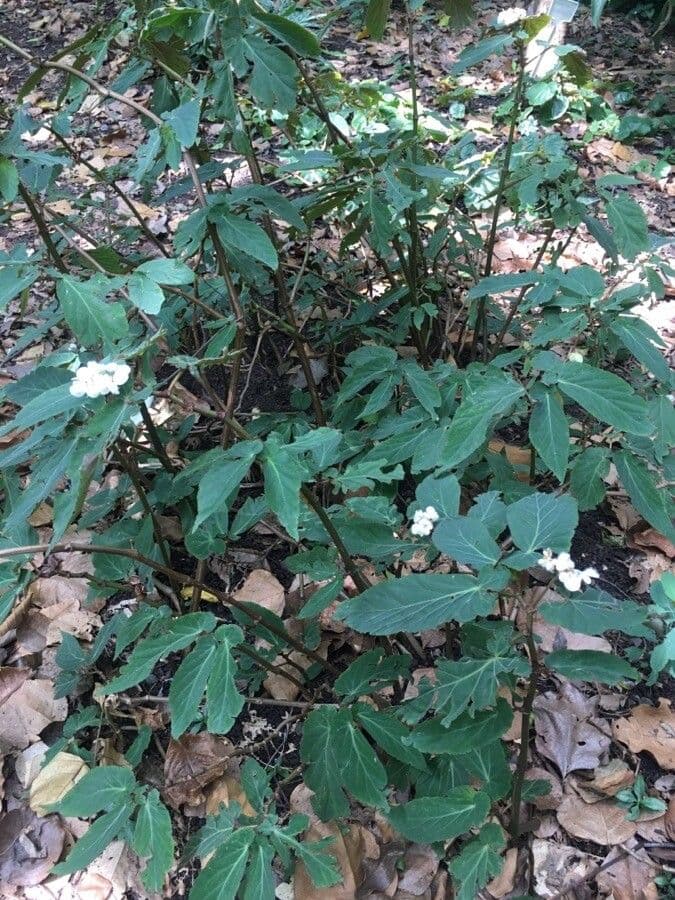 Begonia