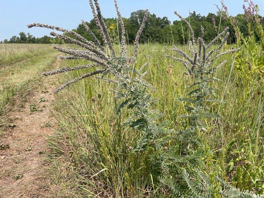 Leadplant 2