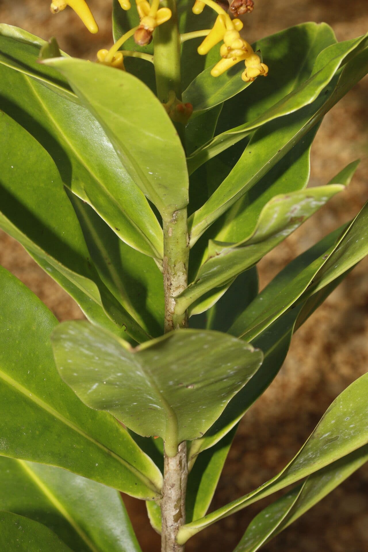 Souroubea 4