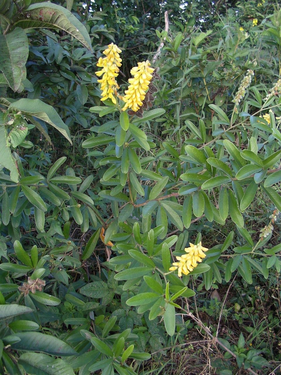 Eriosema psoraleoides 5
