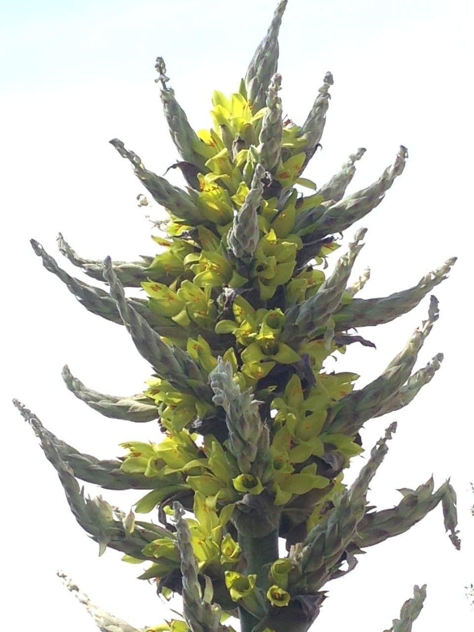 Puya 19
