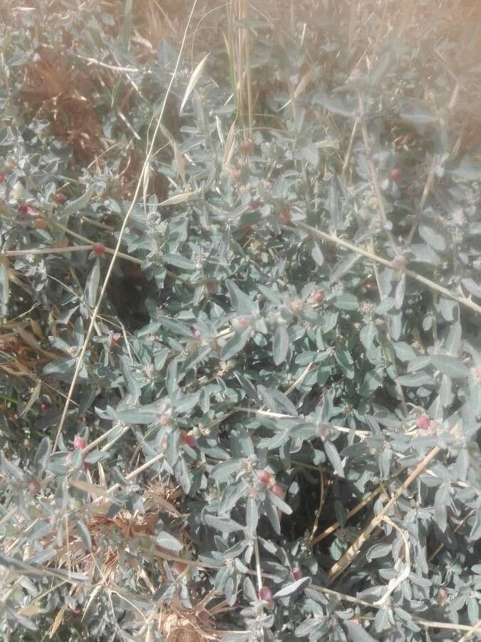 Atriplice semibaccata 3