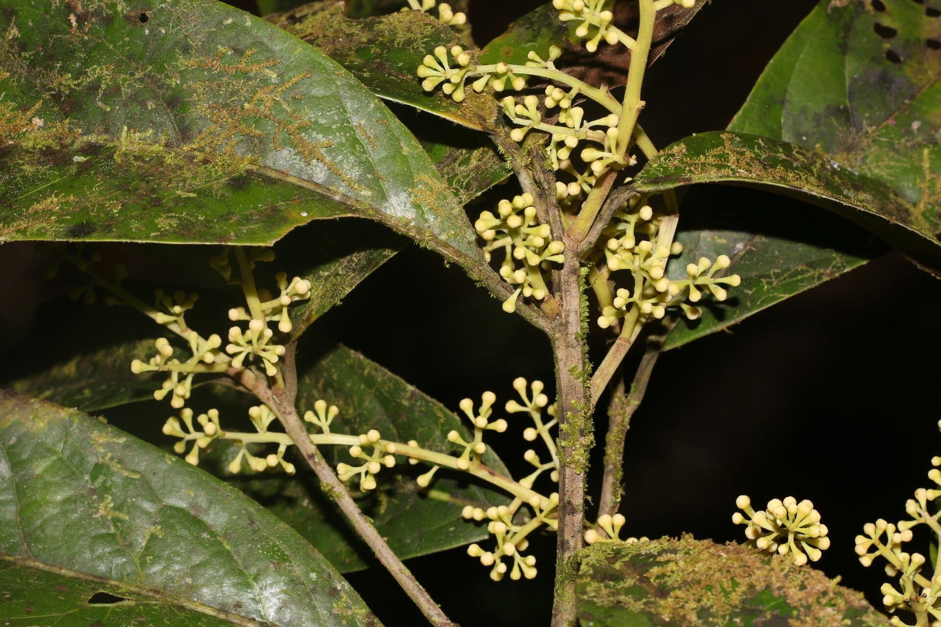 Ocotea leucoxylon 7