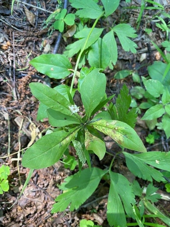 Trientalis 19