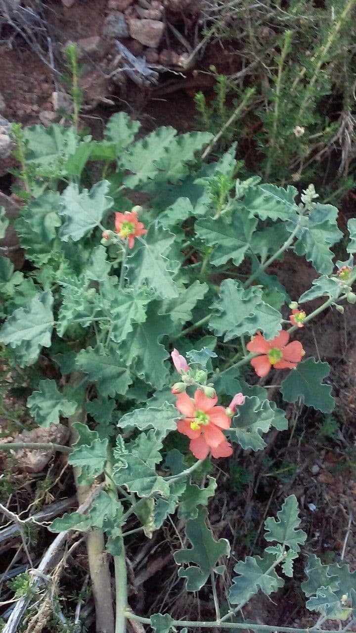 Sphaeralcea 7