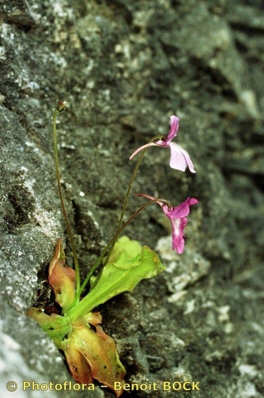 Pinguicula 20