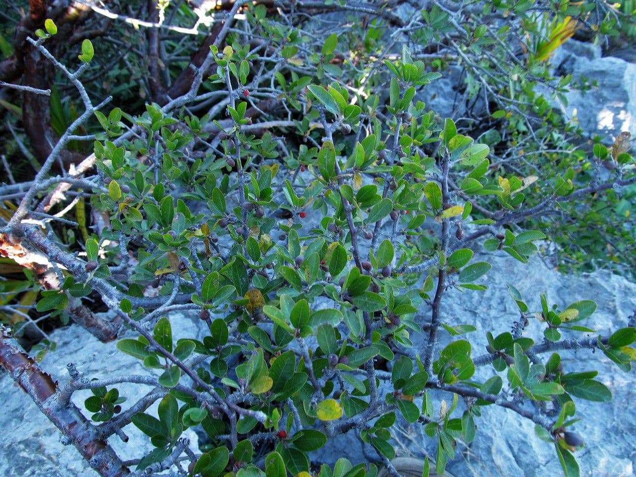 Bursera