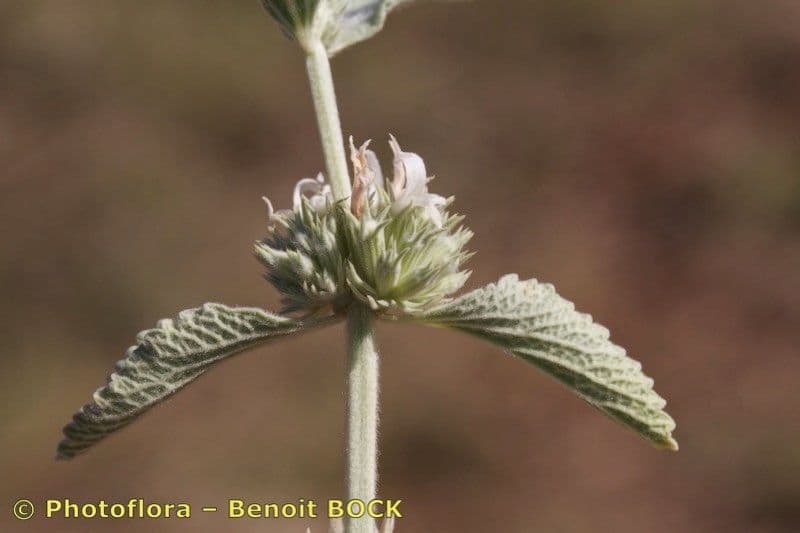Marrubio grigio