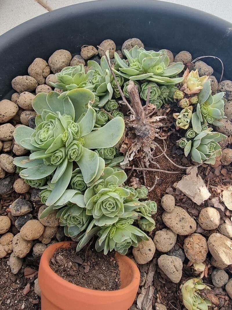 Aeonium 3