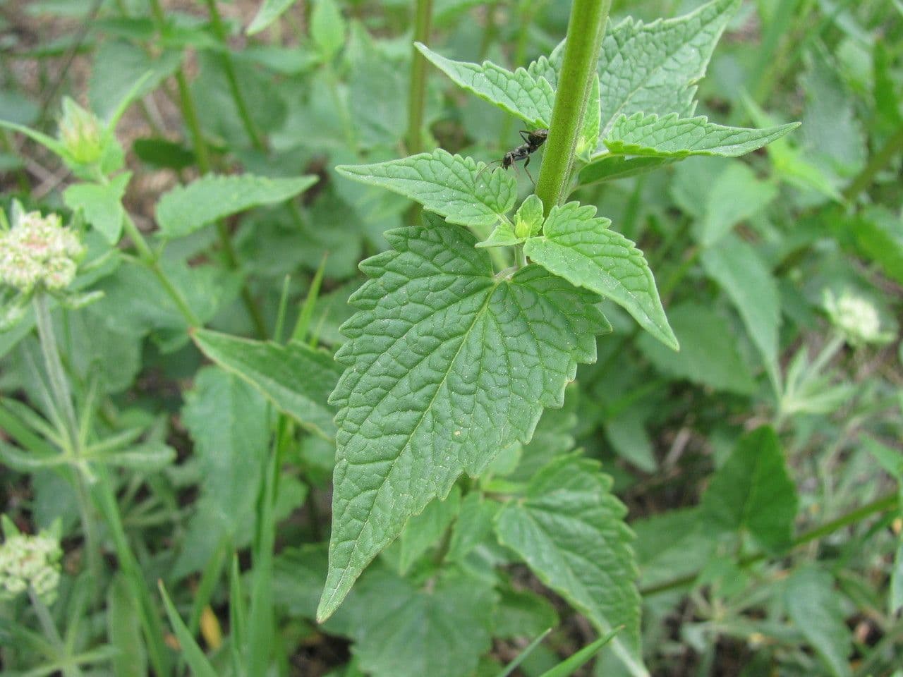 Agastache kopřivolistá 15