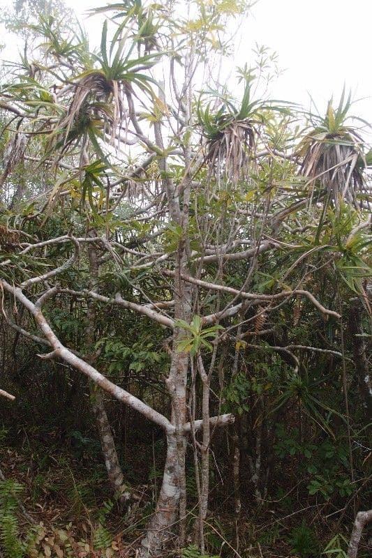 Pandanus 9