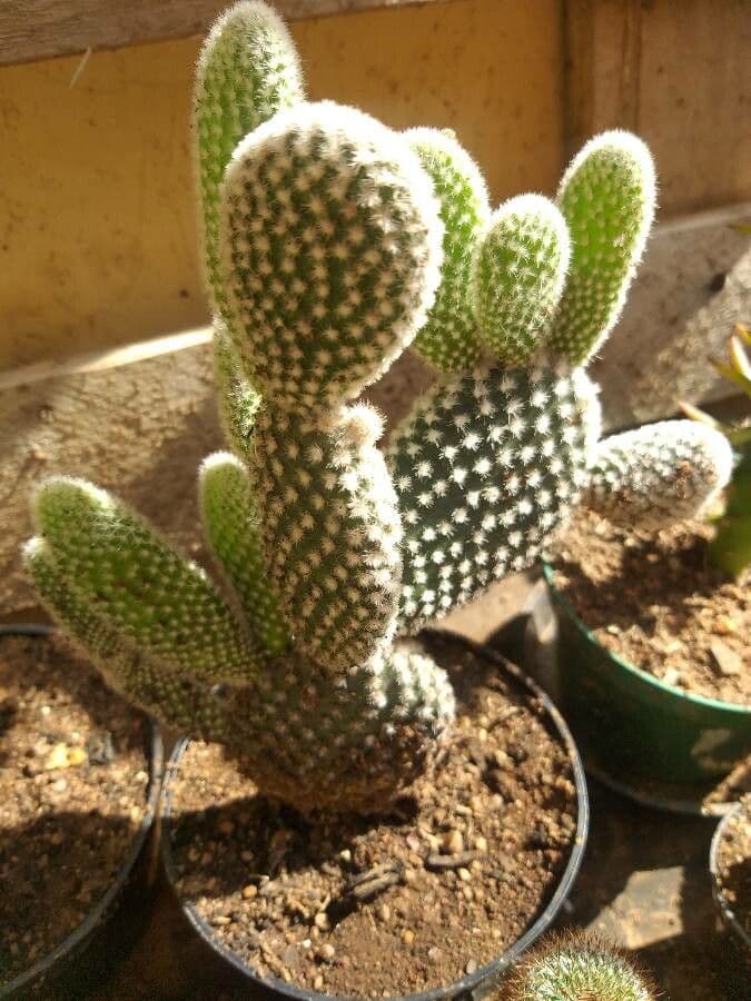 Nopal 13