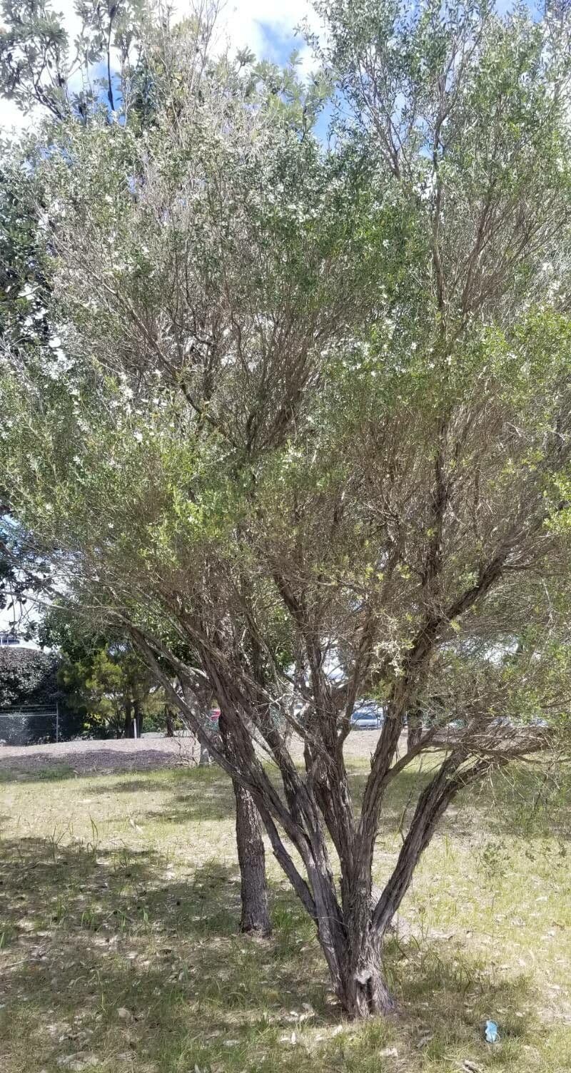Leptospermum laevigatum 11